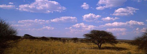 Framed Landscape view of arid savannah in the dry season, Central Kalahari Game Reserve, Botswana Print