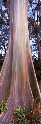Framed Rainbow eucalyptus (Eucalyptus deglupta) tree, Hana Highway, Maui, Hawaii, USA Print