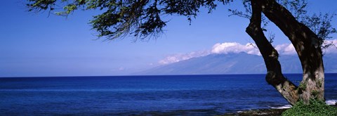 Framed Tree at a coast, Kapalua, Molokai, Maui, Hawaii, USA Print