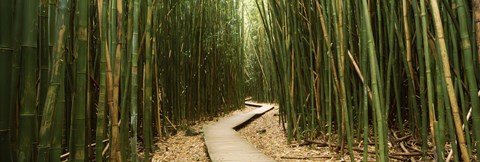 Framed Wooden path surrounded by bamboo, Oheo Gulch, Seven Sacred Pools, Hana, Maui, Hawaii, USA Print