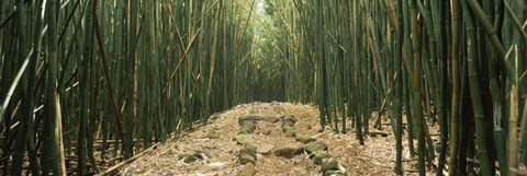 Framed Path with stones surrounded by Bamboo, Oheo Gulch, Seven Sacred Pools, Hana, Maui, Hawaii, USA Print