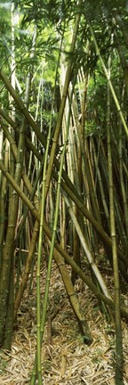 Framed Bamboo stems, Oheo Gulch, Seven Sacred Pools, Hana, Maui, Hawaii, USA Print