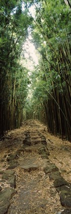 Framed Opening to the sky in a Bamboo forest, Oheo Gulch, Seven Sacred Pools, Hana, Maui, Hawaii, USA Print