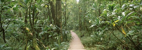Framed Young bamboo with path, Oheo Gulch, Seven Sacred Pools, Hana, Maui, Hawaii, USA Print