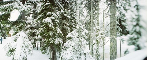 Framed Snow covered evergreen trees at Stevens Pass, Washington State Print