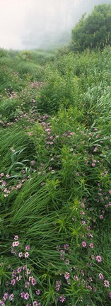 Framed Crown Vetch flowers, Herrington Manor State Park, Maryland, USA Print