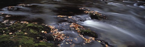 Framed Close-up of Dart River and fallen leaves, Dartmoor, Devon, England Print