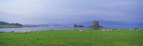Framed Castle on an island, Glencoe, Loch Linnh, Stalker Castle, Scotland Print