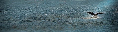 Framed Bird taking off over water Print