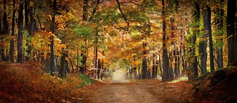 Framed Horse running across road in fall colors Print