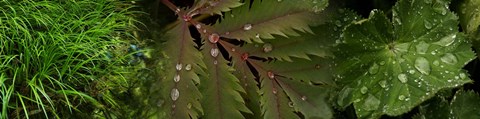Framed Close-Up of Leaves with Water Droplets Print