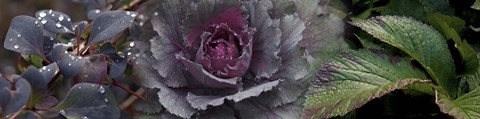 Framed Close-up of leaves and ornamental cabbage with water droplets Print