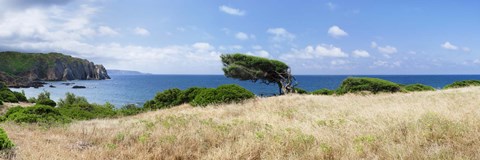 Framed Bended trees on the bay, Bay Of Buggerru, Iglesiente, Sardinia, Italy Print