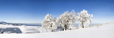 Framed Snow covered trees, Schauinsland, Black Forest, Baden-Wurttemberg, Germany Print