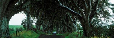 Framed Trees at the Dark Hedges, Armoy, County Antrim, Northern Ireland Print