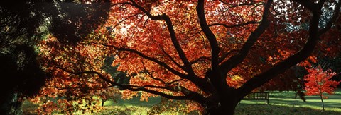 Framed Acer tree in a garden, Thorp Perrow Arboretum, Bedale, North Yorkshire, England Print