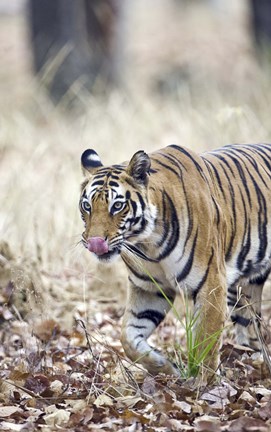 Framed Bengal tiger (Panthera tigris tigris) in a forest, India Print