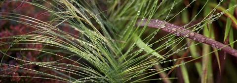 Framed Dew drops on grass Print
