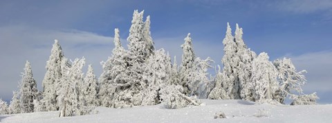 Framed Frost and ice on trees in midwinter, Crater Lake National Park, Oregon, USA Print