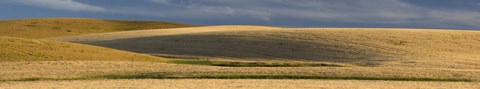 Framed Wheat field, Palouse, Washington State, USA Print