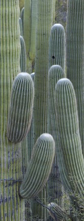 Framed Saguaro cacti, Oro Valley, Arizona, USA Print
