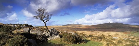 Framed Crooked tree at Feather Tor, Staple Tor, Dartmoor, Devon, England Print