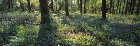 Framed Bluebells growing in a forest, Exe Valley, Devon, England Print