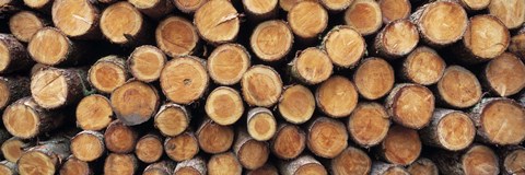 Framed Stack of logs in forest, Burrator Reservoir, Dartmoor, Devon, England Print