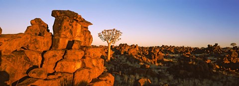 Framed Quiver tree (Aloe dichotoma) growing in rocks, Devil's Playground, Namibia Print