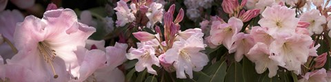 Multiple images of pink Rhododendron flowers by Panoramic Images