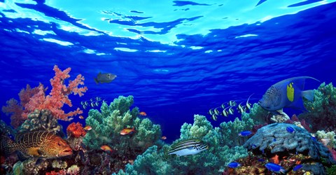 Framed Underwater view of Pallid triggerfish, Oriental Sweetlips and Longfin bannerfish with Yellowbar Angelfish Print