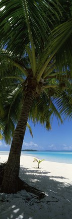 Framed Palm tree on the beach, Aitutaki, Cook Islands Print