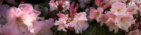 Close-up of pink rhododendron flowers by Panoramic Images