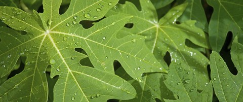 Framed Raindrops on papaya tree leaves, La Digue, Seychelles Print