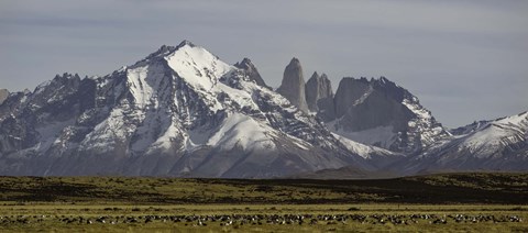 Framed Field with snowcapped mountains, Paine Massif, Torres del Paine National Park, Magallanes Region, Patagonia, Chile Print