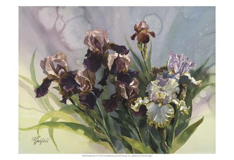 Framed Hadfield Irises IV Print