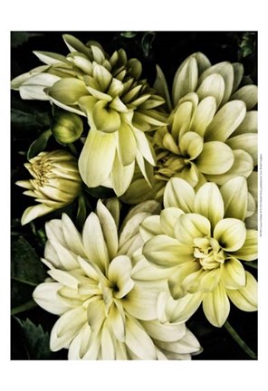 Framed Lemon Dahlias II Print