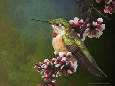 Framed Hummer with Blossoms Print