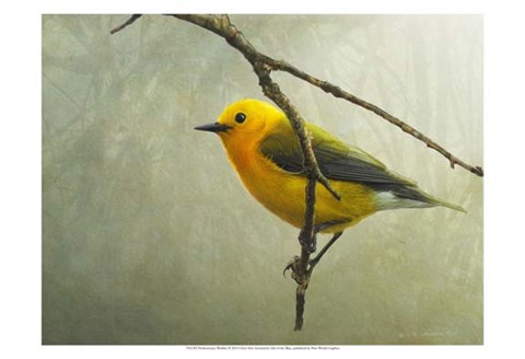 Framed Prothonotary Warbler Print