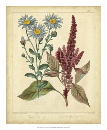 Framed Garden Flora I Print