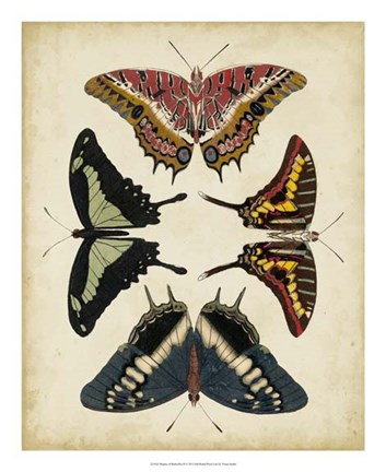 Framed Display of Butterflies II Print