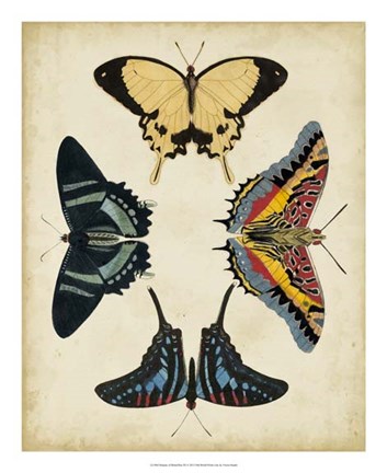 Framed Display of Butterflies III Print