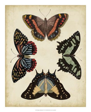 Framed Display of Butterflies IV Print