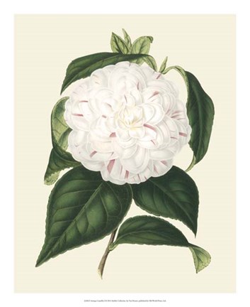 Framed Antique Camellia I Print