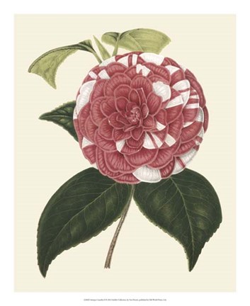 Framed Antique Camellia II Print
