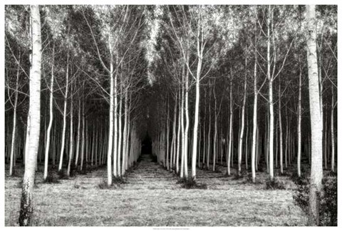 Framed Alley At Lac D&#39;uby Print