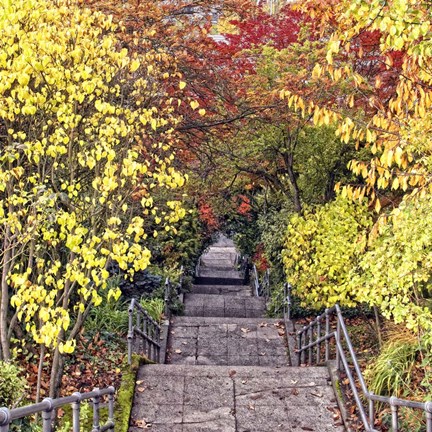 Framed Autumn Tunnel Print