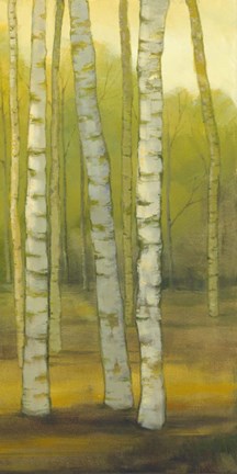 Framed Sunny Birch Grove II Print