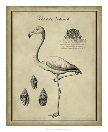 Framed Antiquarian Flamingo Print