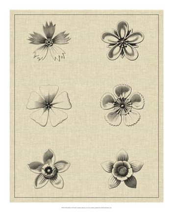 Framed Floral Rosette II Print